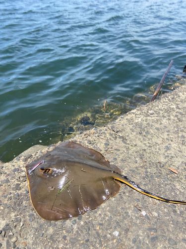アカエイの釣果