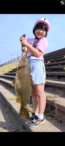 コイの釣果