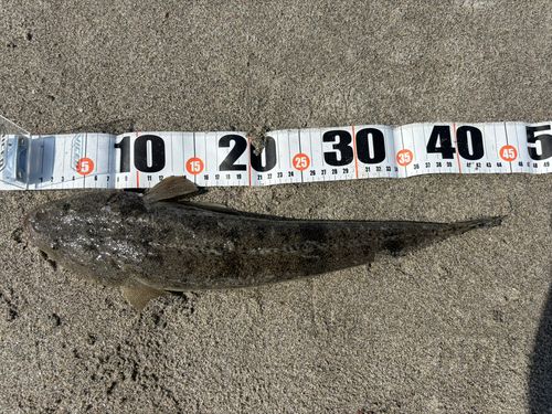 マゴチの釣果