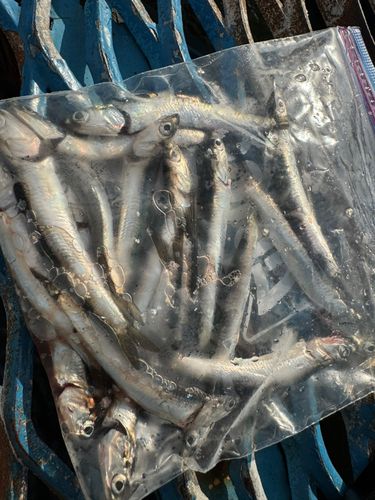 カタクチイワシの釣果