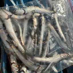 カタクチイワシ