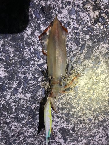 ケンサキイカの釣果