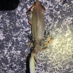 ケンサキイカ