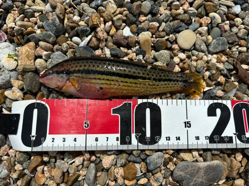 イソベラの釣果