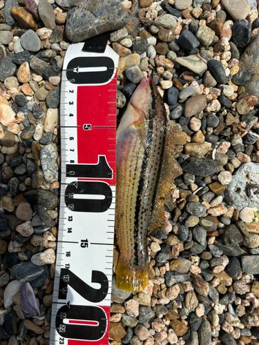 イソベラの釣果