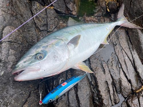 ブリの釣果