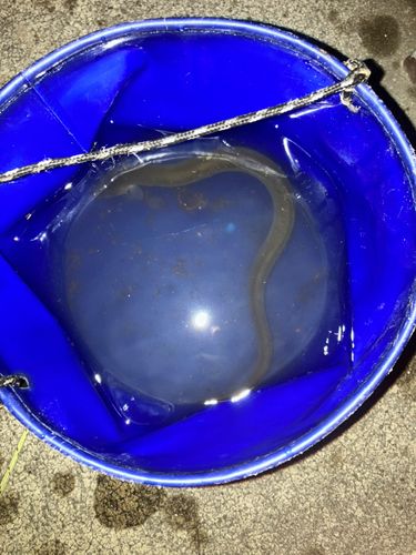 ウナギの釣果