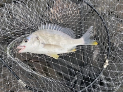 キチヌの釣果