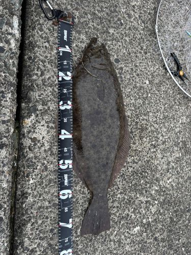 ヒラメの釣果