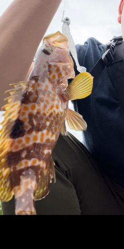 アコウの釣果