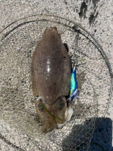 モンゴイカの釣果