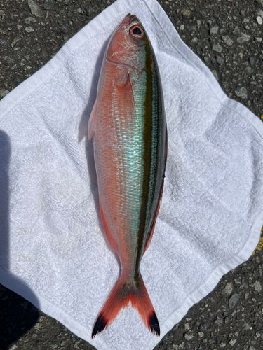 グルクンの釣果