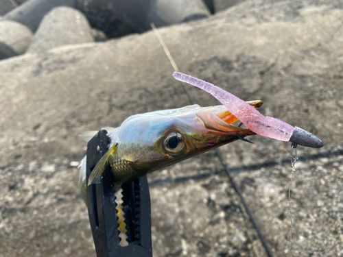 アカカマスの釣果