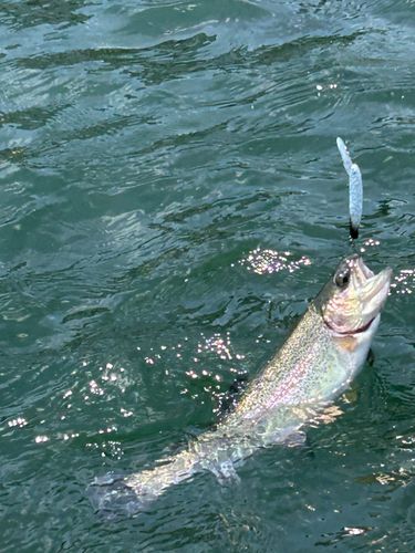 ニジマスの釣果