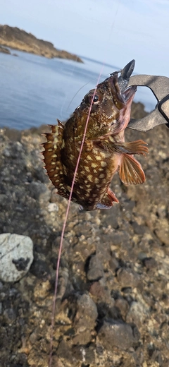 カサゴの釣果
