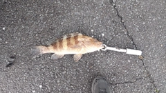 オオモンハタの釣果