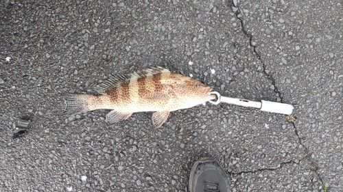 オオモンハタ