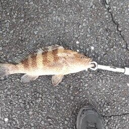 オオモンハタ