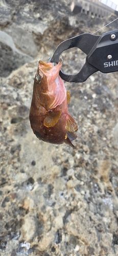 キジハタの釣果