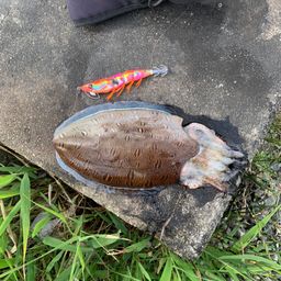 モンゴウイカ