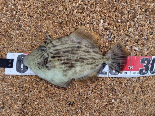 カワハギの釣果