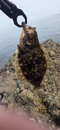 ヒラメの釣果
