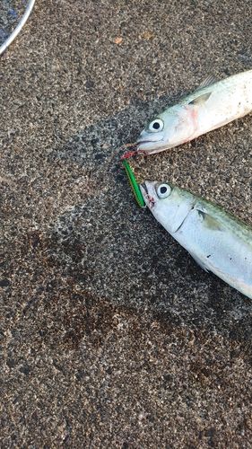 サバの釣果