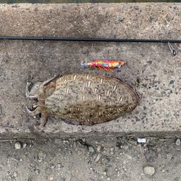 モンゴウイカ