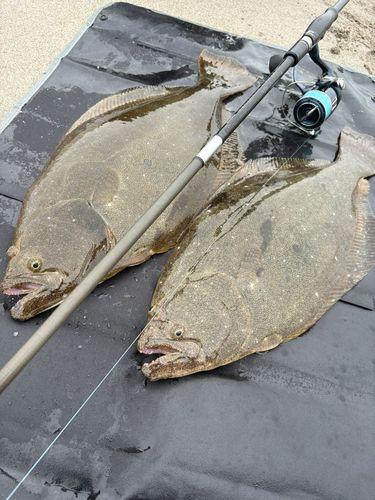 ヒラメの釣果