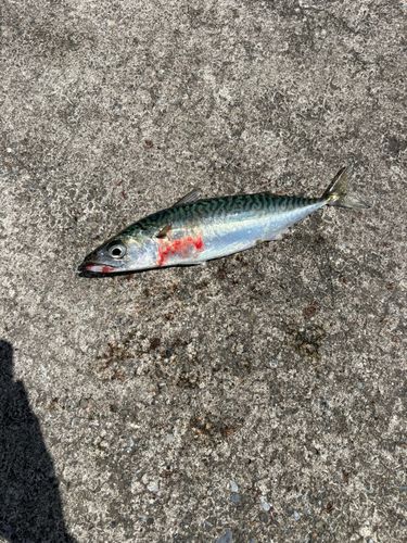 サバ