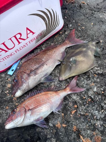マダイの釣果