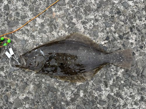 ヒラメの釣果