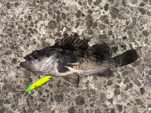 クロソイの釣果