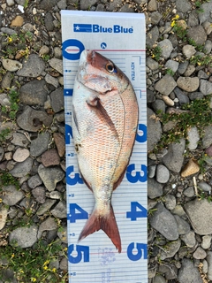 マダイの釣果