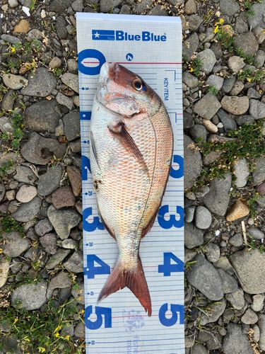マダイの釣果