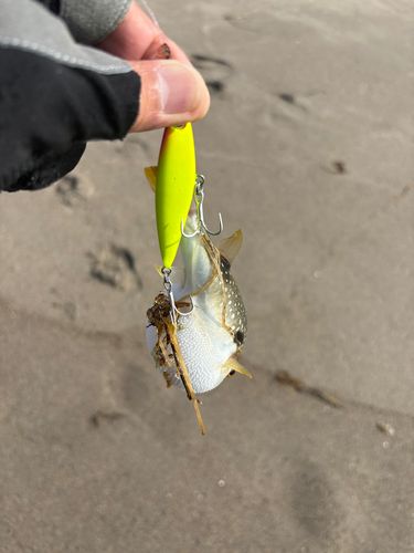 クサフグ