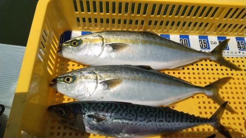 フクラギの釣果
