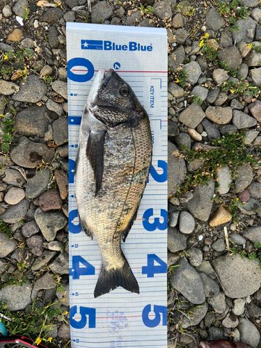クロダイの釣果