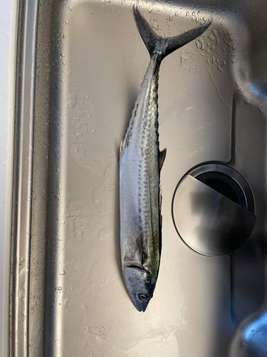 サゴシの釣果