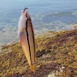 ベラ
