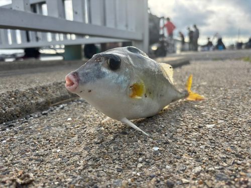 ギマの釣果