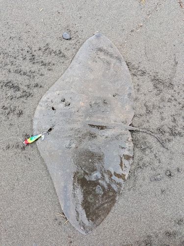 ツバクロエイの釣果