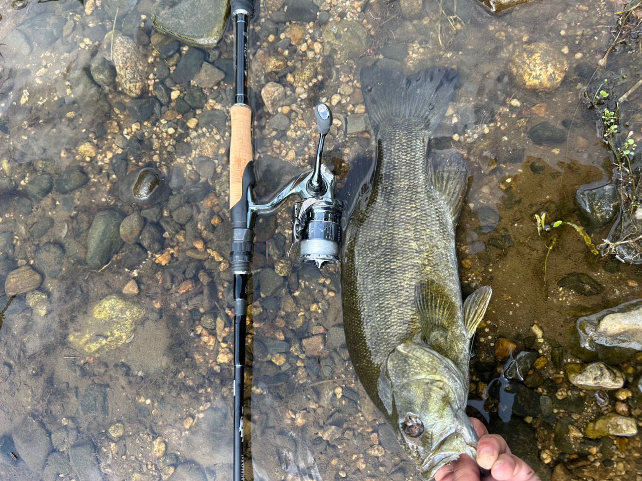 スモールマウスバス