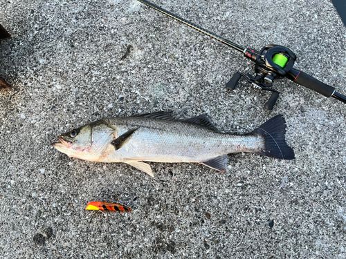 シーバスの釣果