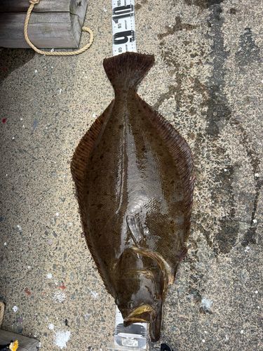 ヒラメの釣果