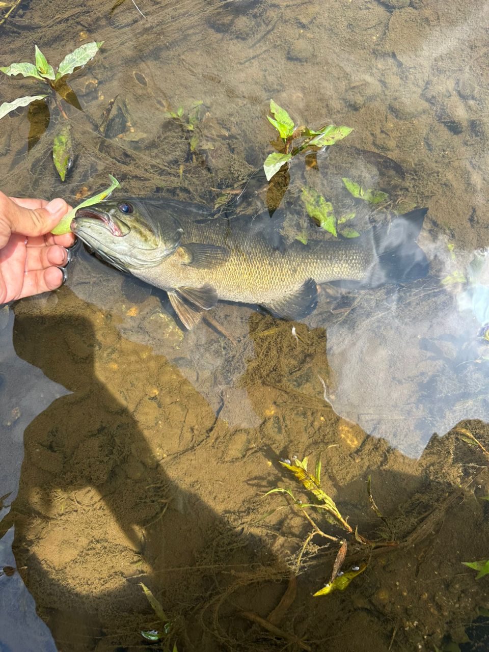 スモールマウスバス