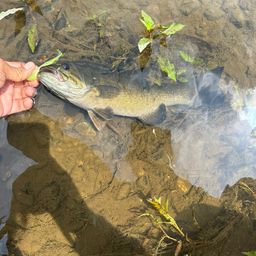 スモールマウスバス