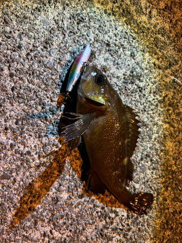 エゾメバルの釣果