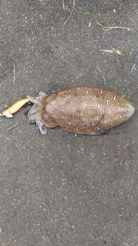 モンゴウイカの釣果