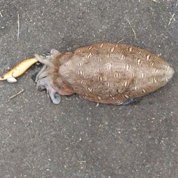 モンゴウイカ